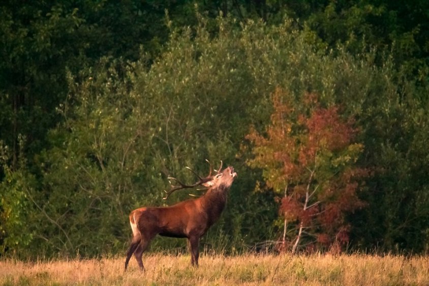 Okres godowy jeleni szlachetnych – Rykowisko okiem fotografa