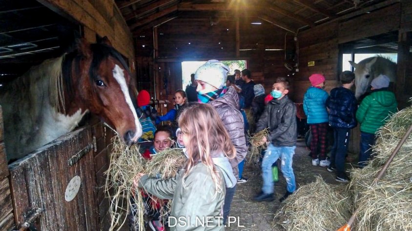Grabili siano, karmili konie – aktywne spotkanie w stajni w Zarańsku 