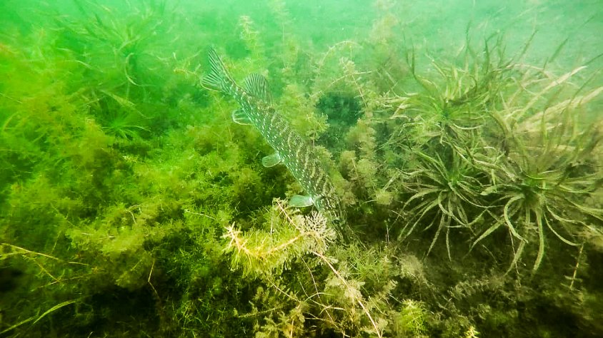 Podwodne łąki jeziora Krzemno