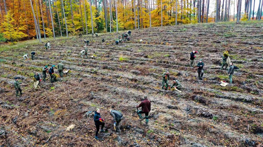 Las wzbogacił się o 7 tys. drzewek buka. Wspólna akcja leśników i żołnierzy