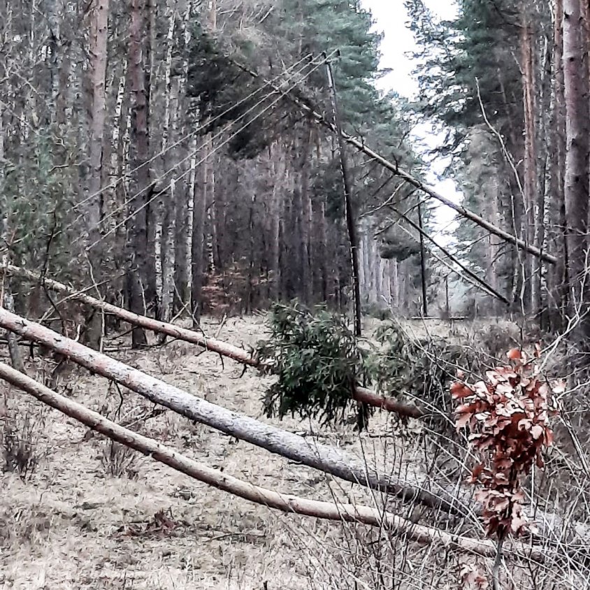 150 000 tys. powalonych i połamanych drzew. Leśnicy pomagają pracownikom Energi i szacują szkody
