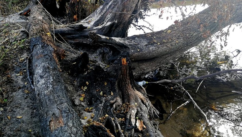 Wypalili drzewa nad jeziorem Lubie