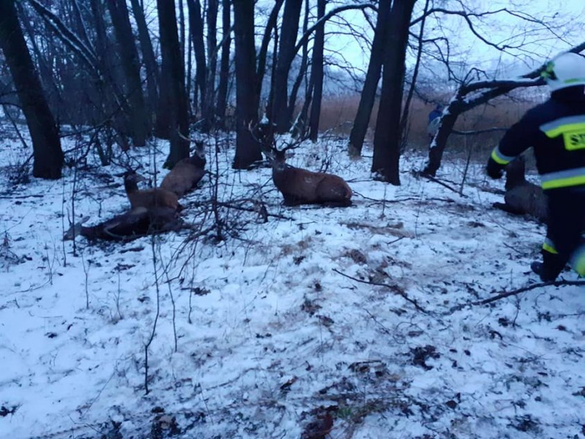 Stado jeleni wpadło do jeziora. Strażacy walczyli aby uratować jak najwięcej zwierząt. Niestety wielu się nie udało