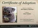 Adoptowali trzy koale z Australii