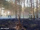 Palił się las w okolicach Trzcińca