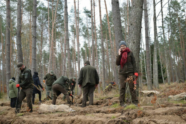 Przybędzie drzew. Leśnicy zorganizowali wielkie sadzenie lasu (zdjęcia)