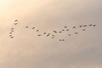 Wiosenne migracje ptaków- dlaczego warto postawić budkę dla ptaków w swoim ogrodzie?