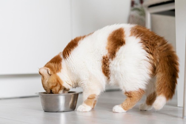 Karma dla kota sucha - jaki ma wpływ na zdrowie kota?