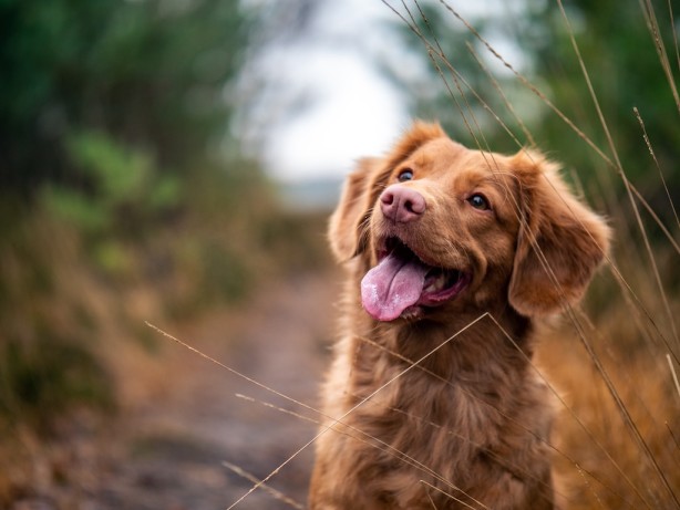 Zaćma u psa – objawy, leczenie, rokowania